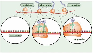 Initiation of translation in prokaryotes