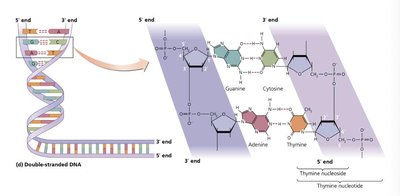 Double-stranded DNA structure and base pairing