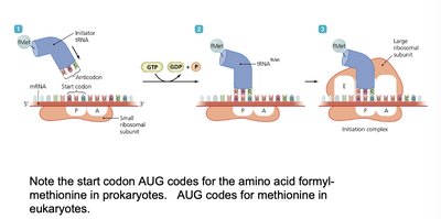 Elongation stage of translation