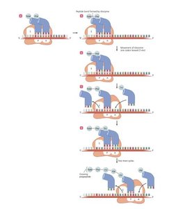 Polyribosome in prokaryotes