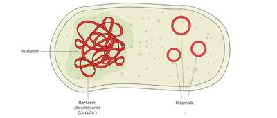 Diagram of a prokaryotic cell with nucleoid and plasmids