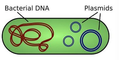 Diagram showing bacterial DNA and plasmids