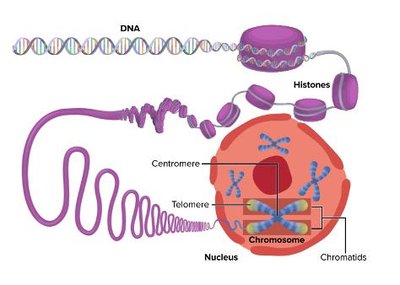 Eukaryotic chromosome structure and packaging