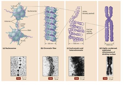 Levels of chromatin packaging in eukaryotes
