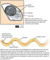 Spirochetes and their axial filaments