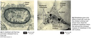 Rickettsia cells and their growth in host cells
