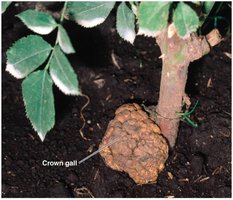 Crown gall disease on a rose plant