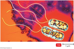 Pseudomonas with polar flagella