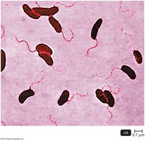 Vibrio species in aquatic habitat