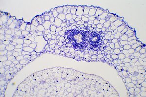Enterobacteriales with peritrichous flagella