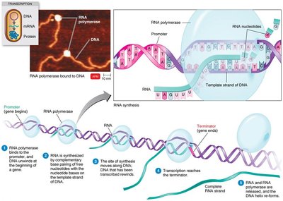 Transcription process in prokaryotes