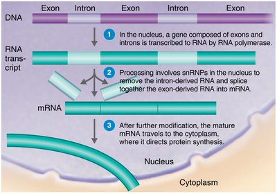 RNA processing in eukaryotes: splicing of exons and introns