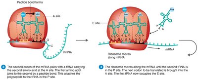 Translation: tRNA and ribosome interaction