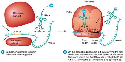 Translation initiation: ribosome and tRNA