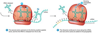 Translation elongation: peptide bond formation