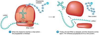 Translation termination: release of polypeptide