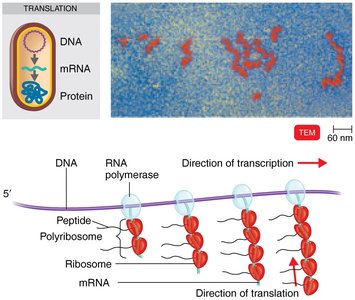Coupling of transcription and translation in bacteria