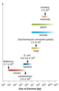 Genome size comparison among organisms