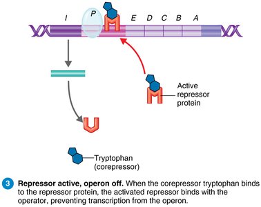 Repressible operon: trp operon off
