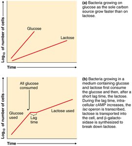 Catabolite repression and lac operon activation