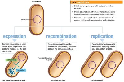 Genetic information: expression, recombination, replication
