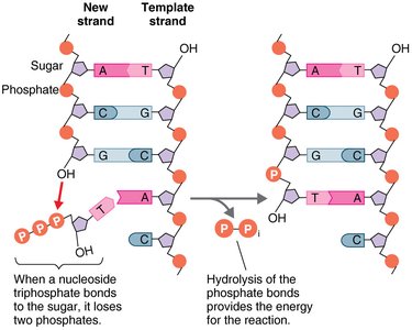 Energy for DNA replication from nucleoside triphosphates