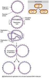 Bidirectional replication of circular bacterial DNA