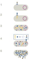 Bacteriophage lytic replication steps