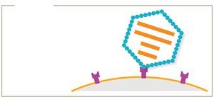 Attachment of naked virus to host cell