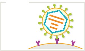 Attachment of enveloped virus to host cell