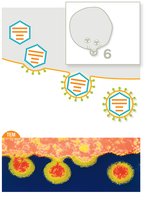 Virus budding process