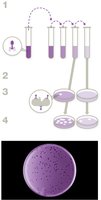 Plaque assay for bacteriophage quantification
