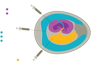 Embryonated egg injection sites for virus cultivation