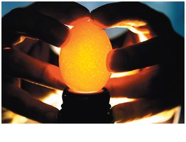 Candling an egg for virus injection
