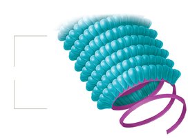 Helical capsid structure