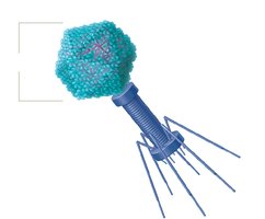 Complex bacteriophage capsid structure