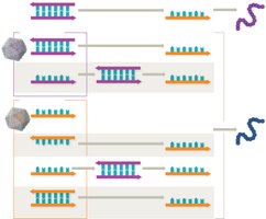 Making mRNA from viral genomes