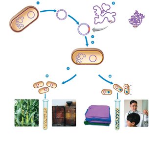 Diagram of recombinant DNA process and applications