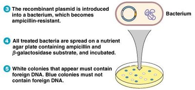 Blue-white screening process and colony selection