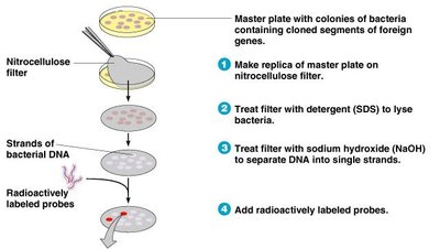 Colony hybridization with radioactive probes