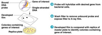 Probe hybridization and gene identification