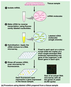 Microarray procedure for gene expression analysis
