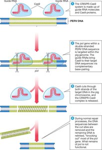 CRISPR-Cas9 genome editing mechanism