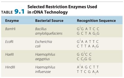 Table of selected restriction enzymes and their recognition sequences