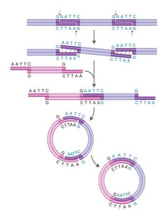 Diagram of restriction enzyme cutting and ligation