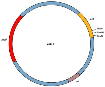 Plasmid map showing marker and restriction sites