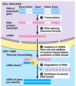 Diagram of cDNA synthesis from mRNA