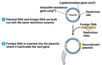Plasmid map for blue-white screening