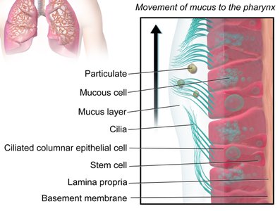 Diagram of mucociliary escalator in the respiratory tract