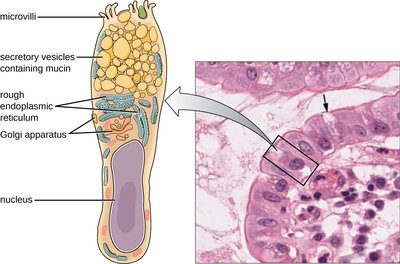 Goblet cells in the intestinal epithelium